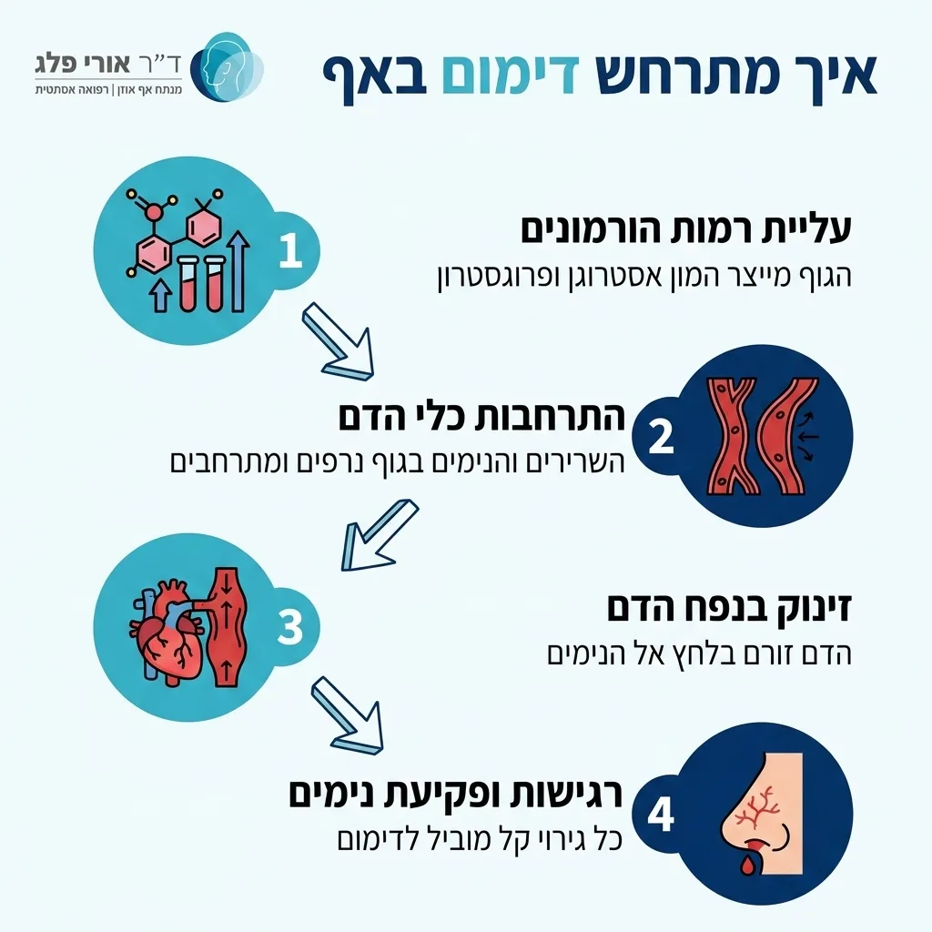 אינפוגרפיקה — איך מתרחש דימום באף: עליית רמות הורמונים, התרחבות כלי הדם, זינוק בנפח הדם, רגישות ופקיעת נימים