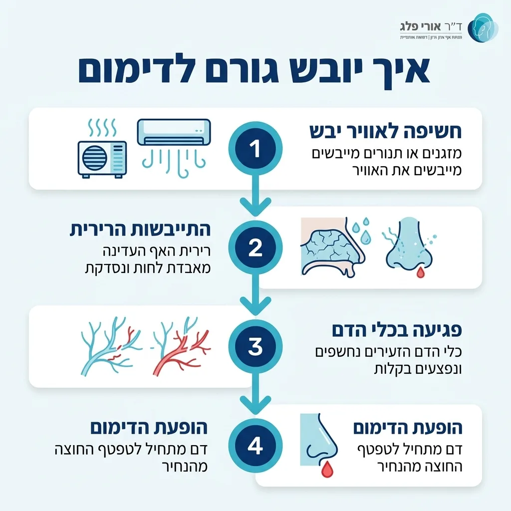 אינפוגרפיקה — איך יובש גורם לדימום: חשיפה לאוויר יבש, התייבשות הרירית, פגיעה בכלי הדם, הופעת הדימום